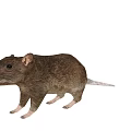 Brown Rat With Small Ears And Long Tail On White Background