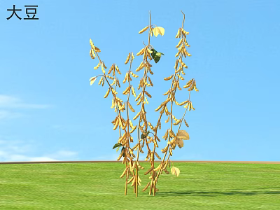Soybean Plants With Golden Pods And Leaves Growing In Green Grass Under Blue Sky 3d model