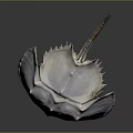 Horseshoe Crab With Pale White Hard Carapace And Long Tail Spine Structure