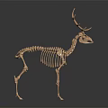 Golden Deer Skeleton Model With Detailed Bone Structure On Dark Reflective Background