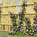 Lush Purple Flowers And Green Vines Climbing On Bamboo Fence In Outdoor Garden