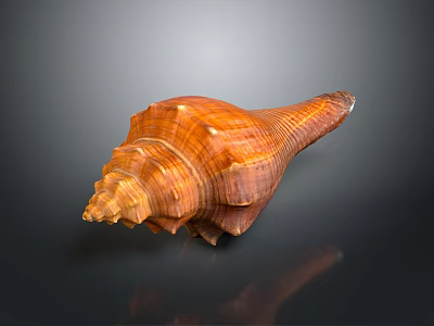 Brownish Orange Conch Spiral Shell With Detailed Texture Shiny Surface Close Up On Dark Background 3d model