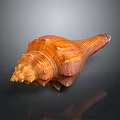Brownish Orange Conch Spiral Shell With Detailed Texture Shiny Surface Close Up On Dark Background