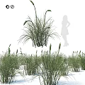 Natural Garden Decorative Grass Clumps With Green Leaves And Landscape Design