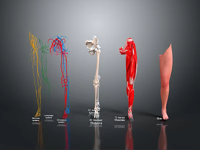 Anatomical View Of Human Leg With Nerves Blood Vessels Bone Muscles And Skin 3d model