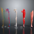 Anatomical View Of Human Leg With Nerves Blood Vessels Bone Muscles And Skin
