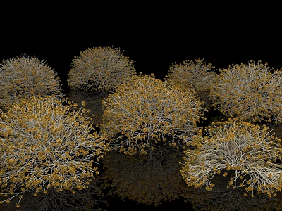 Golden Brown Bushes 3D Rendered on Black Background with Foliage Details 3d model