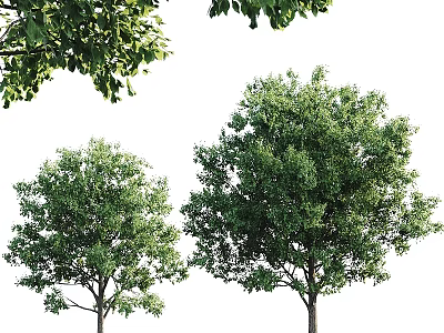 Garden Ornament With Two Lush Green Trees And Fresh Leafy Design For Outdoor Space 3d model