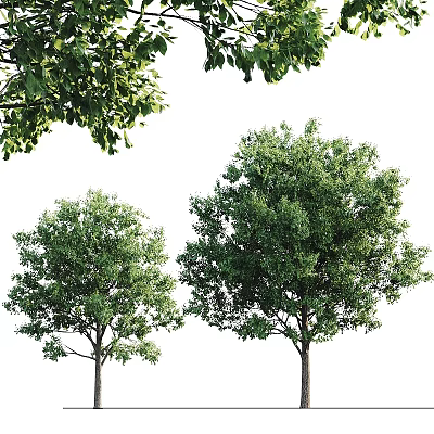 Garden Ornament With Two Lush Green Trees And Fresh Leafy Design For Outdoor Space 3d model