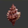 Vibrant Marine Gastropod Mollusk with Spiral Shell and Red Stripes