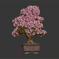 Pink Flowering Bonsai Tree With Green Leaves Brown Trunk In Square Pot
