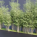 Lush Green Bamboo Forest With Tall Poles And Thick Leaves On Grass