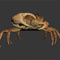 Orange Brown Marine Crab Aquatic Animal With Large Claws On Dark Reflective Surface