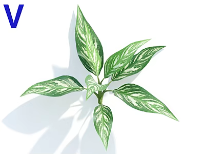 Leafy Houseplant With Green And White Variegated Leaves For Home Decoration 3d model