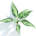Leafy Houseplant With Green And White Variegated Leaves For Home Decoration