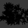 Lush Weeping Willow Arbor With Green Drooping Branches White Trunk Against Black Background