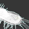 Bacterial Organism System 3D Rendered Structure With Flagella And Internal Components