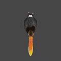 Colorful Hornbill Bird With Yellow Orange Beak And Black White Body On Dark Green Background
