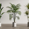 Various Types of Indoor Potted Plants in White Pots for Home Decor