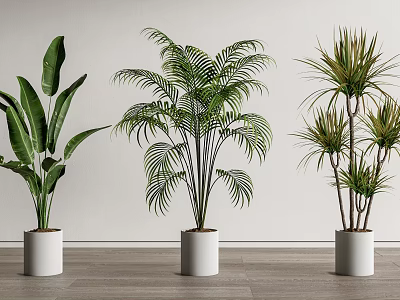 Various Types of Indoor Potted Plants in White Pots for Home Decor 3d model