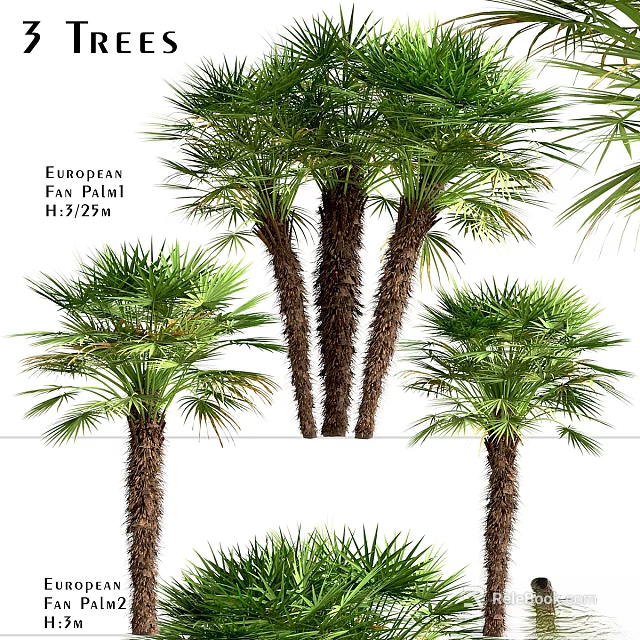 Garden Decor Featuring European Fan Palm Trees With Varying Heights And Lush Fronds 3d model 
