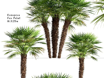 Garden Decor Featuring European Fan Palm Trees With Varying Heights And Lush Fronds 3d model