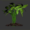 Green Leafy Plant Growing in Brown Mulch Against Gray Background
