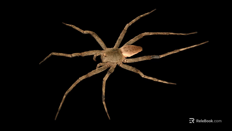 Grayish Brown Spider With Eight Long Legs On Black Background Close Up View 3d model 