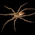 Grayish Brown Spider With Eight Long Legs On Black Background Close Up View