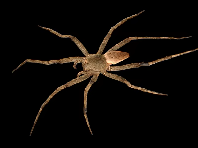 Grayish Brown Spider With Eight Long Legs On Black Background Close Up View 3d model