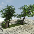 Two Arbor Trees In Stone Planter With Green Foliage On Stone Pavement And Blue Sky