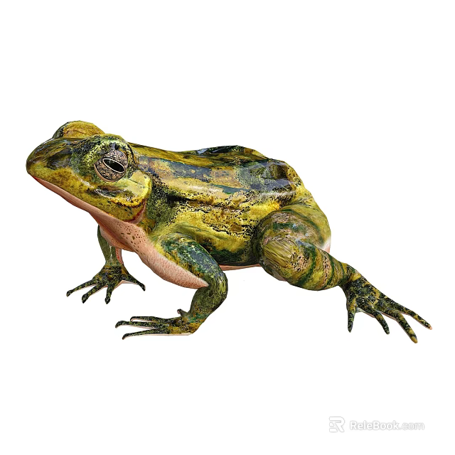 Vibrant Green And Yellow Aquatic Frog With Textured Skin Prominent Eyes And Webbed Feet 3d model 