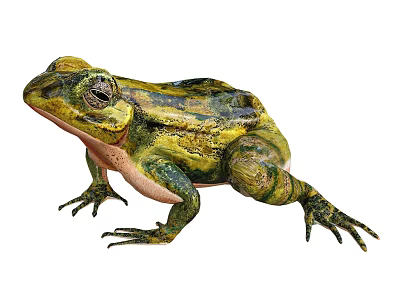 Vibrant Green And Yellow Aquatic Frog With Textured Skin Prominent Eyes And Webbed Feet 3d model