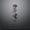 Beautiful Pink Chrysanthemum Plant with Green Stem and Fresh Leaves on Gray Background
