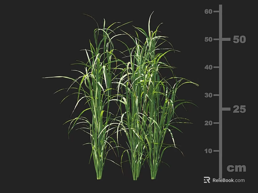 Herbaceous Crop Plants With Height Measurement From 25 to 50 cm 3d model 