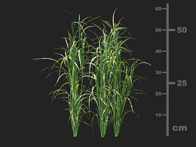 Herbaceous Crop Plants With Height Measurement From 25 to 50 cm 3d model