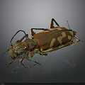 Vibrant Tiger Beetle With Hairy Antennae Segmented Legs And Patterned Elytra