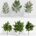 ginkgo tree landscape tree 3d model