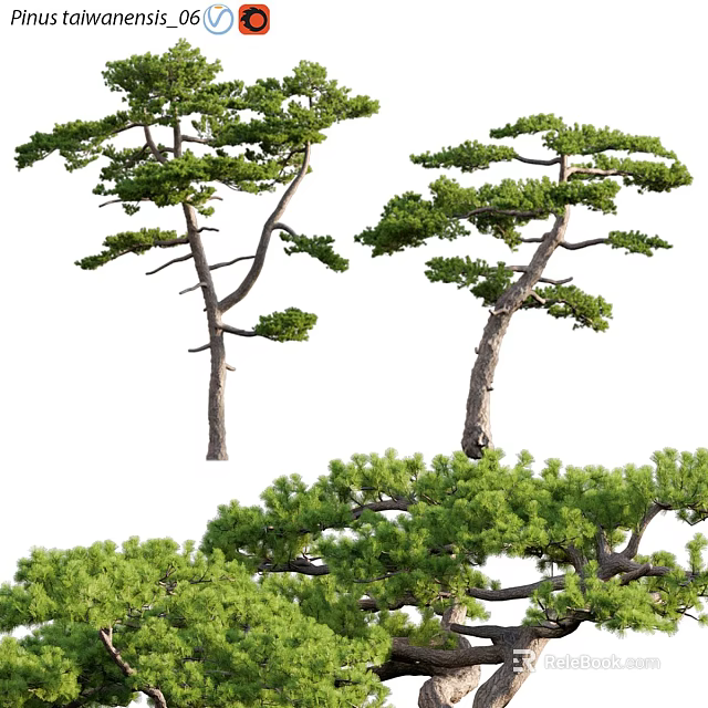 Natural Tree Pit Design With Green Pine Trees And Landscape Elements 3d model 