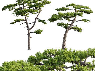 Natural Tree Pit Design With Green Pine Trees And Landscape Elements 3d model