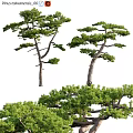 Natural Tree Pit Design With Green Pine Trees And Landscape Elements 3d model