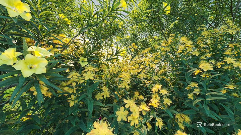 Vibrant Blooming Shrub with Green Foliage and Bright Yellow Flowers in Sunlit Garden 3d model 