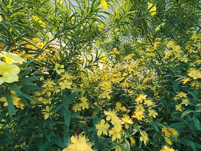 Vibrant Blooming Shrub with Green Foliage and Bright Yellow Flowers in Sunlit Garden 3d model