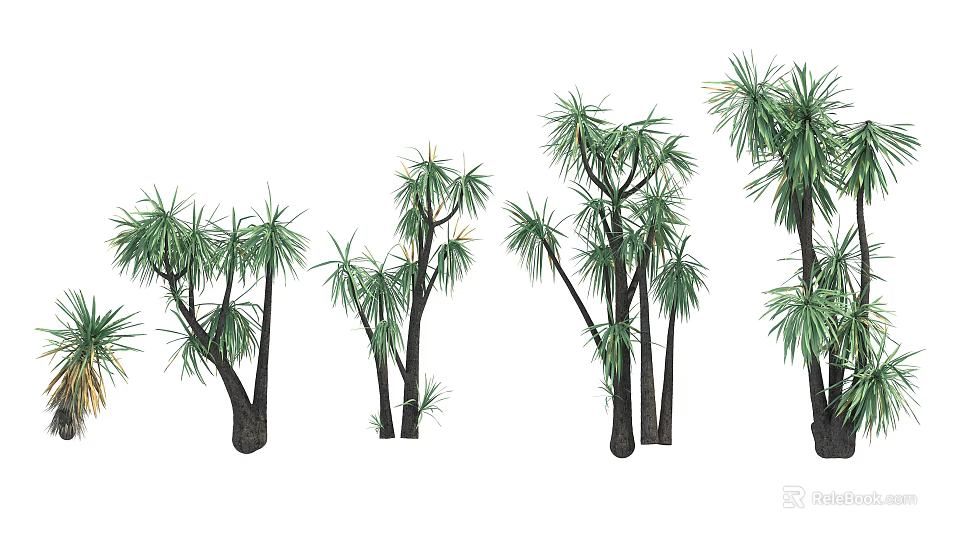 Various Arborescent Trees With Different Heights Multiple Trunks And Lush Green Foliage 3d model 