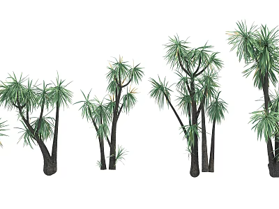 Various Arborescent Trees With Different Heights Multiple Trunks And Lush Green Foliage 3d model