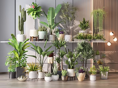 Indoor Potted Plants Collection With Various Green Plants And Colorful Pots On Shelves 3d model