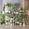 Indoor Potted Plants Collection With Various Green Plants And Colorful Pots On Shelves