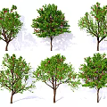 Different Arbor Tree Varieties With Green Foliage And Red Blossoms