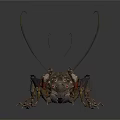 Dark Brown Cricket with Long Antennae and Detailed Body Structure on White Background