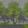 Three Arbor Trees Against Gray Wall With Stone Pavement Grass And Stones